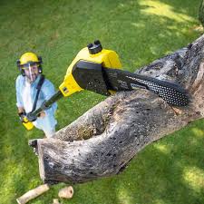 Best Tree and Shrub Care  in Cheyenne, WY