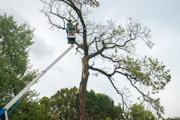 Best Fruit Tree Pruning  in Cheyenne, WY